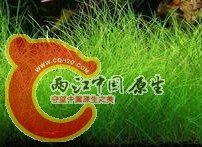 牛毛毡.jpg
