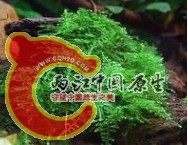 三角莫斯.jpg