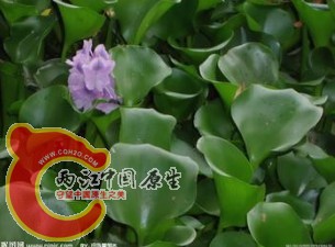 水葫芦.jpg