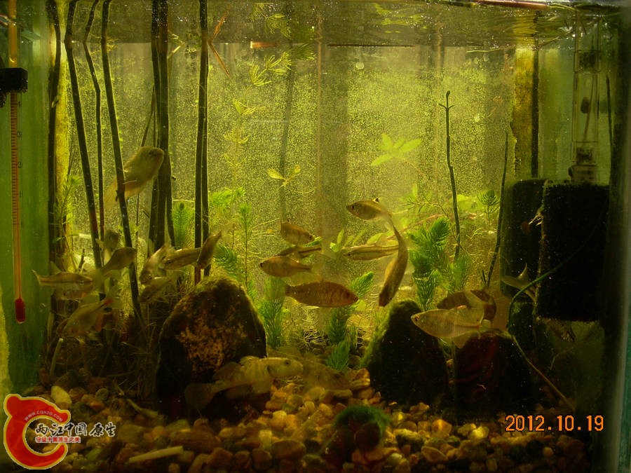 原生缸开缸五个月-2012.10.19-DSCN1232.jpg