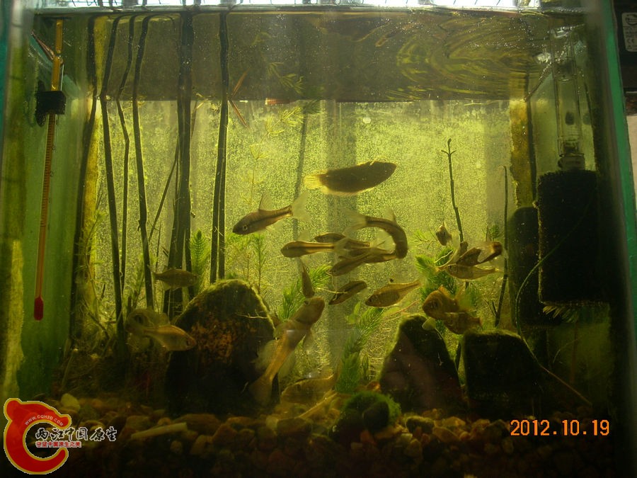 原生缸开缸五个月-2012.10.19-DSCN1234.jpg