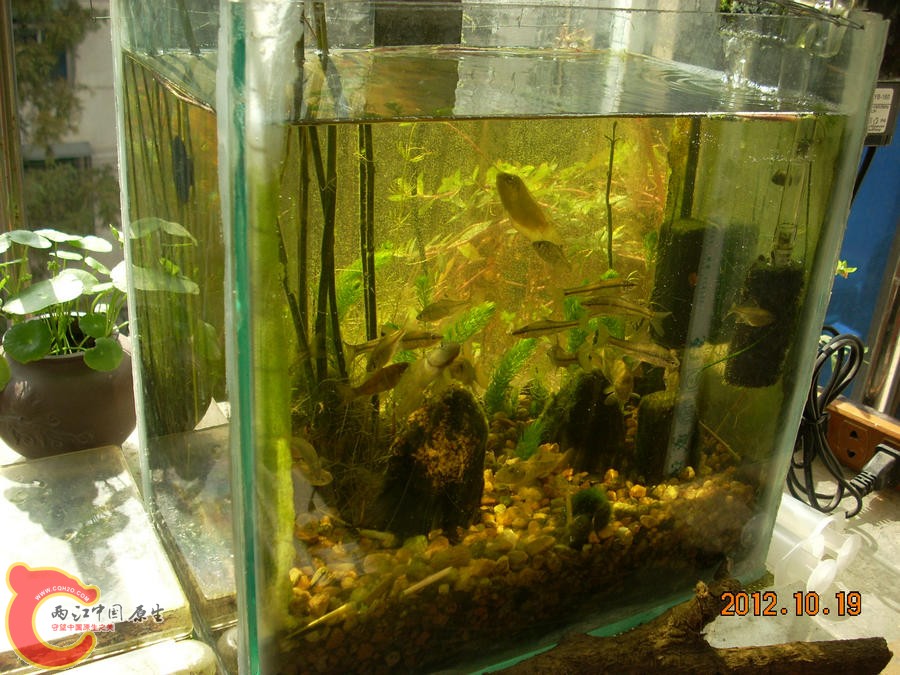 原生缸开缸五个月-2012.10.19-DSCN1237.jpg