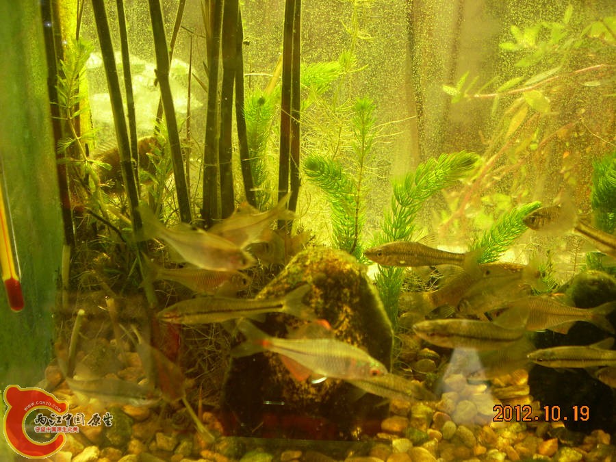 原生缸开缸五个月-2012.10.19-DSCN1246.jpg