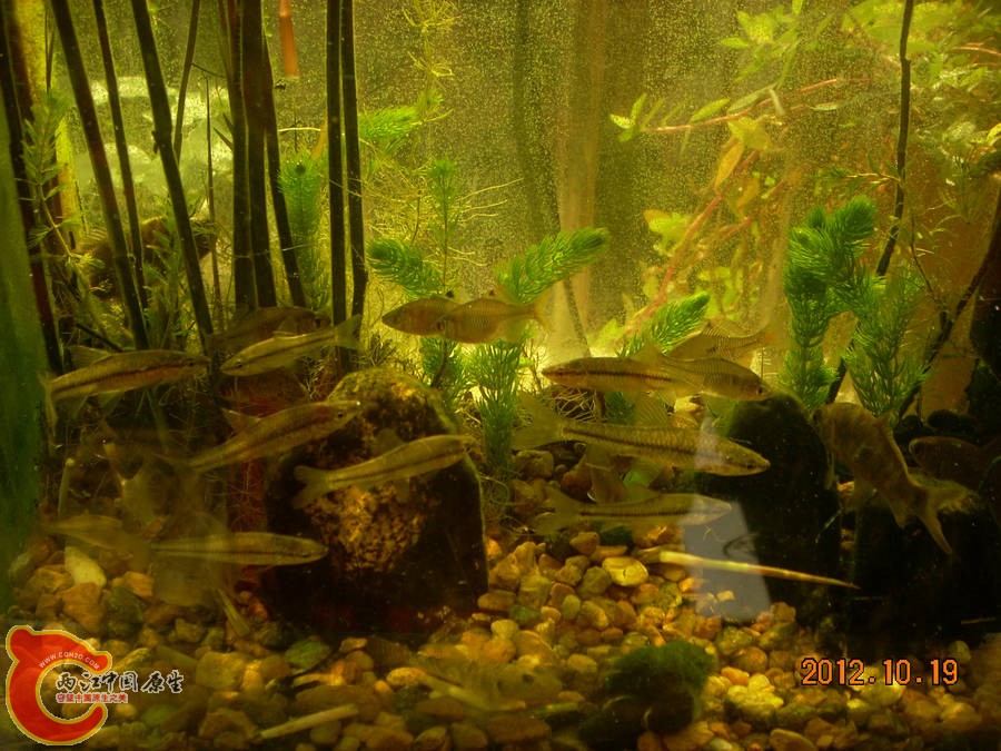 原生缸开缸五个月-2012.10.19-DSCN1248.jpg