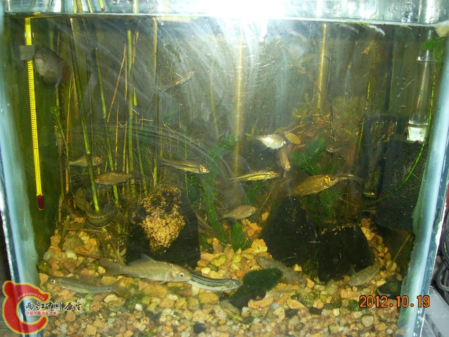 原生缸开缸五个月-2012.10.19-DSCN1262 刺鳅.jpg