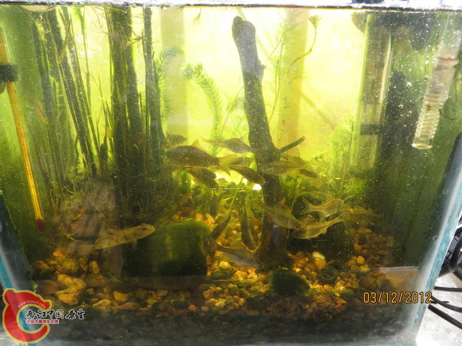 原生缸开缸七个月-2012.12.03-IMG_0121.jpg