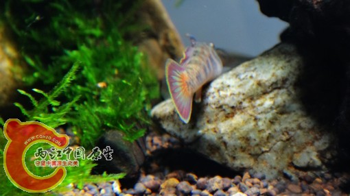 nEO_IMG_DSC02750.jpg