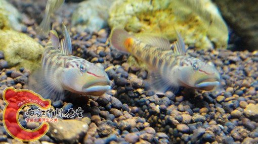 nEO_IMG_DSC02755.jpg
