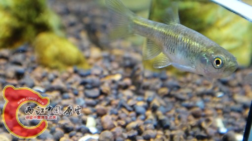 nEO_IMG_DSC02838.jpg