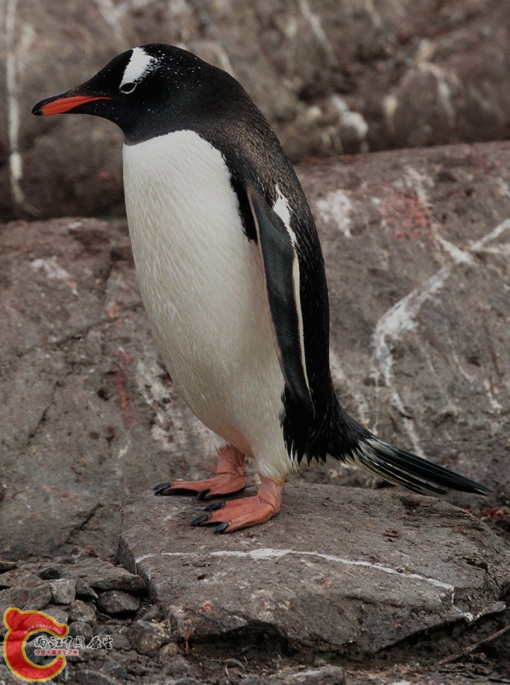 巴布亚企鹅2.jpg