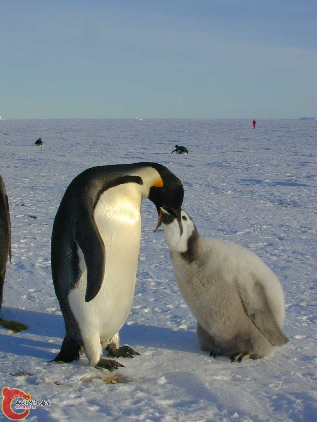 帝企鹅7.jpg
