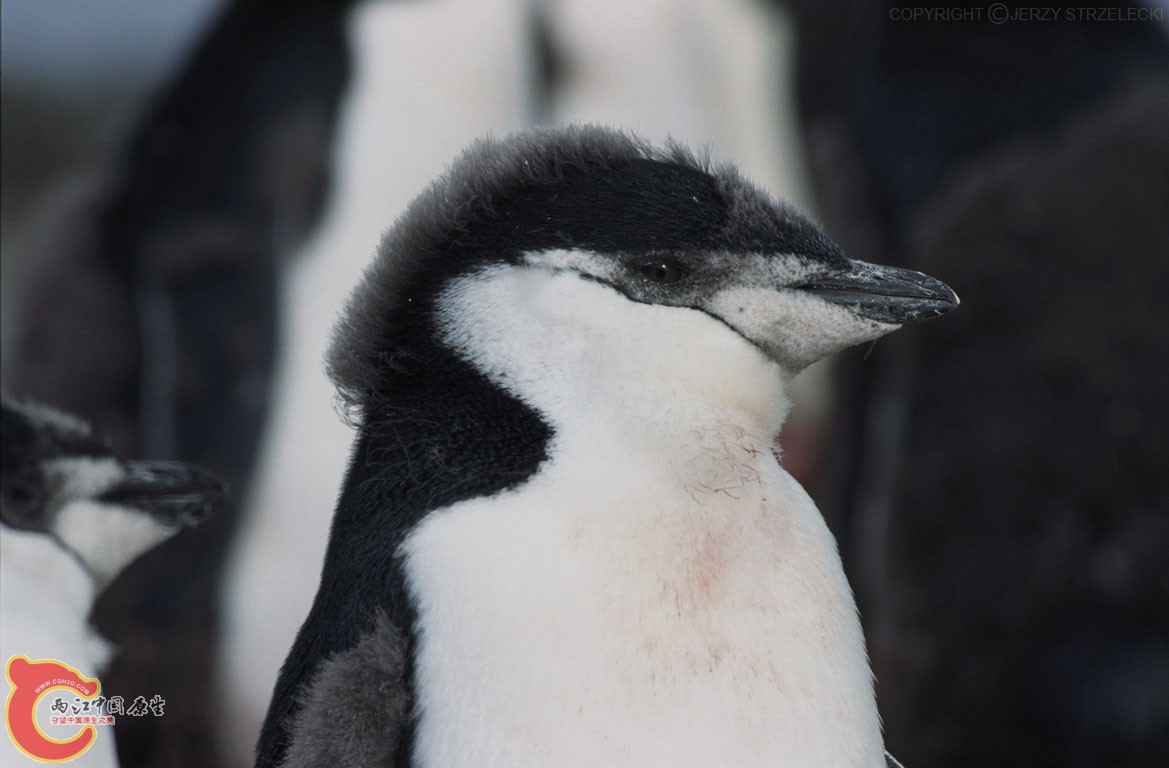 南极企鹅 3.jpg