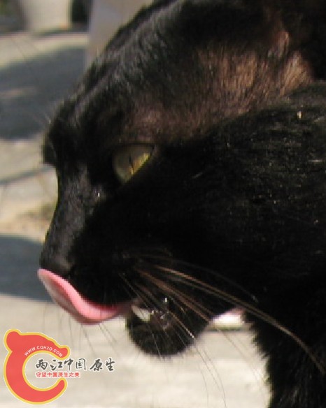 黑猫咪004.jpg