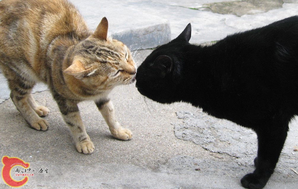 大黑猫咪001.jpg