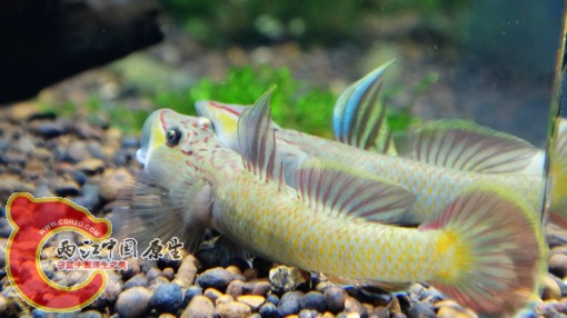 nEO_IMG_DSC02854.jpg