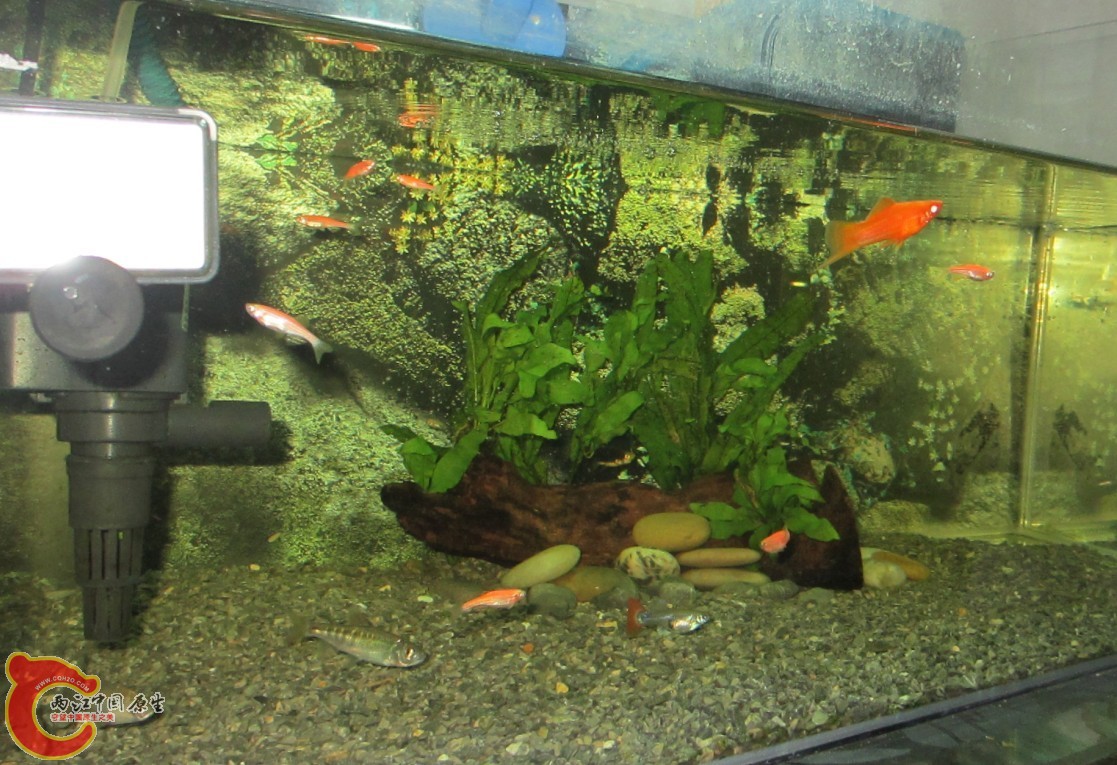 食人鱼4.jpg