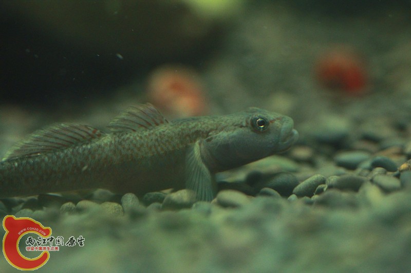 IMG_9109_副本.jpg