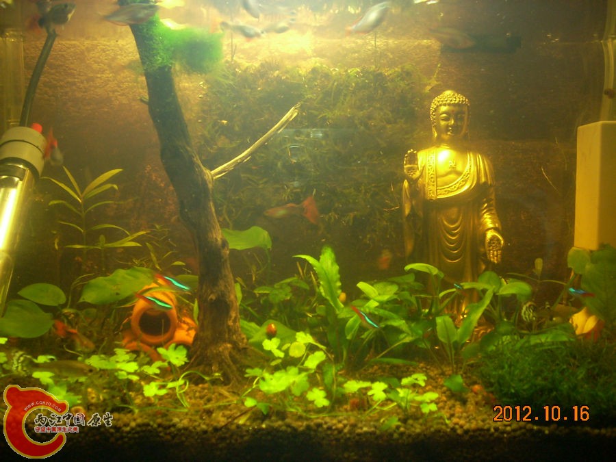 草缸-七个月-2012.10.16-DSCN1179.jpg