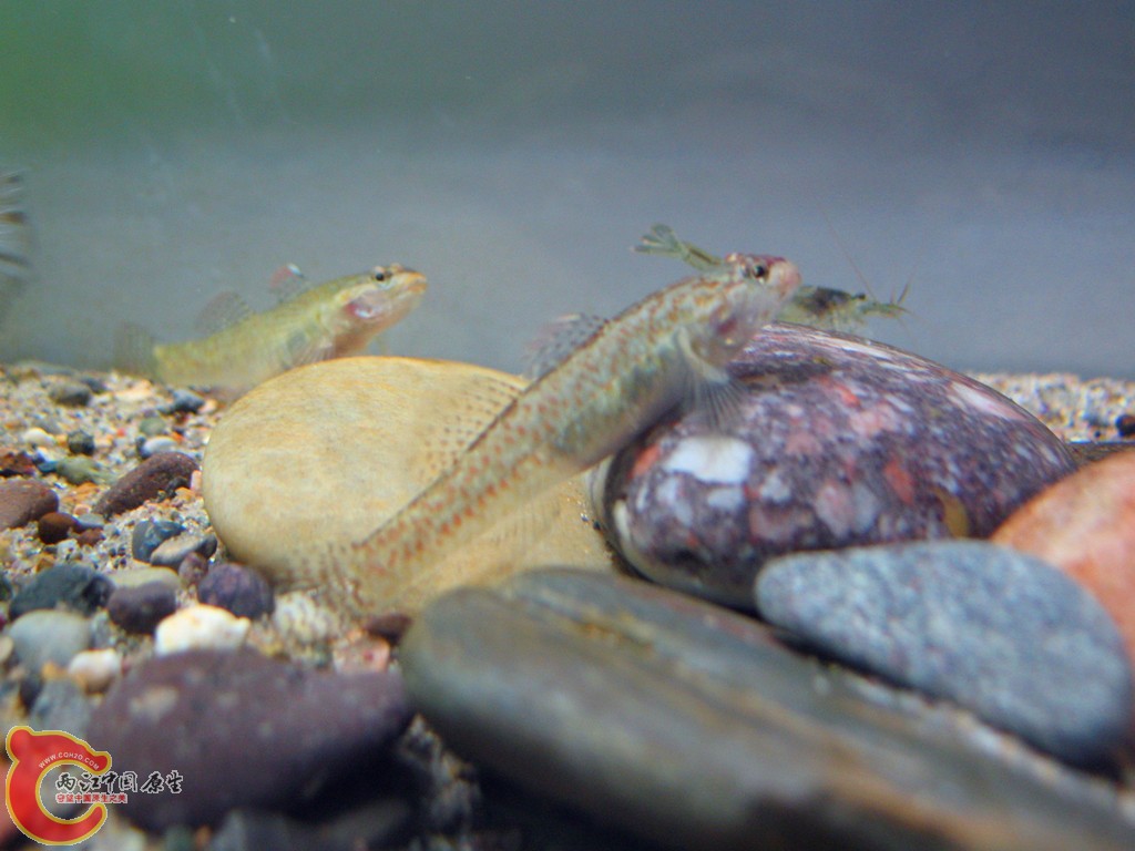 IMG_0388_副本.jpg