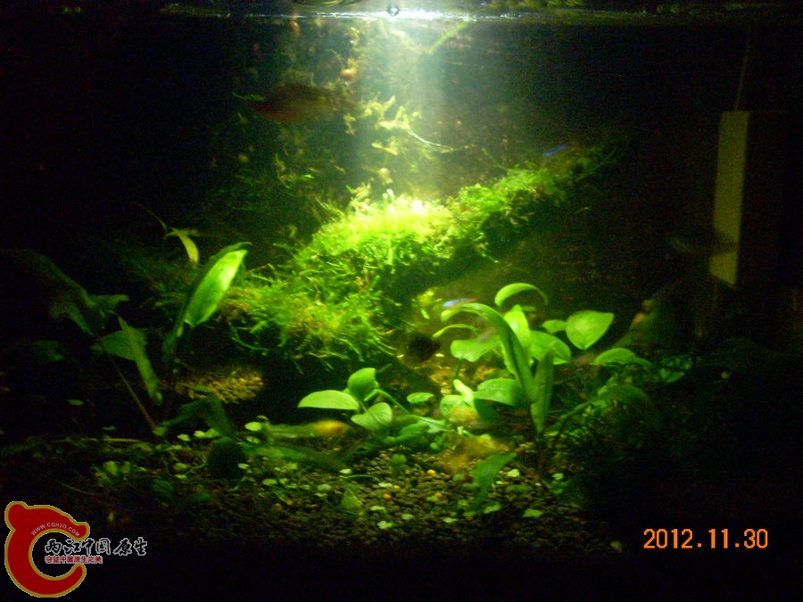 个性光源拍鱼缸-2012.11.30-DSCN1659.jpg