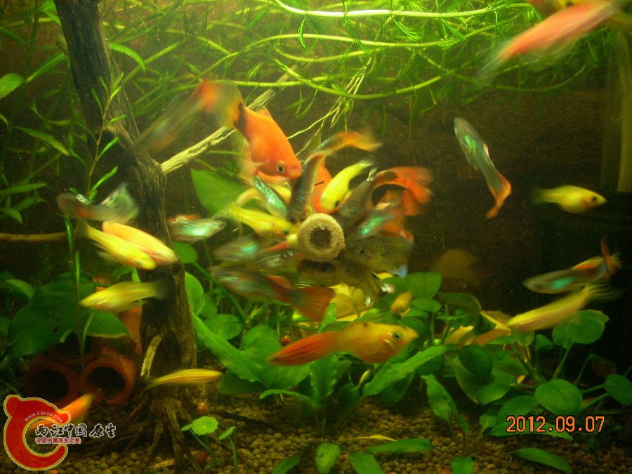 贴片鱼粮 2012.09.07-DSCN0788.jpg