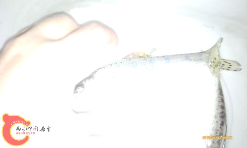 IMG_20130113_090912.jpg