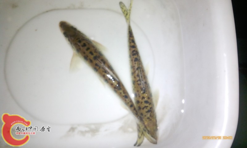 IMG_20130113_090842.jpg