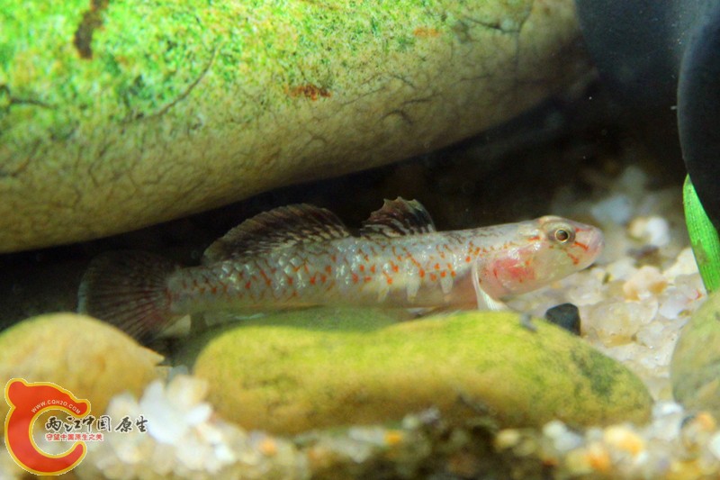 IMG_9778_副本_副本.jpg