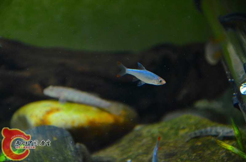DSC_1681_副本.jpg