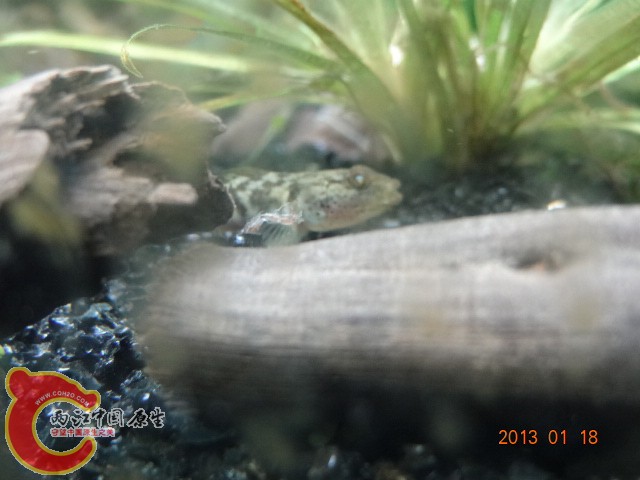 DSC00153.JPG