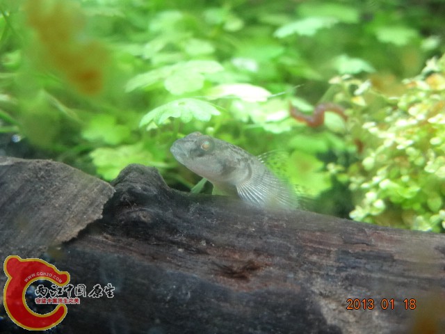 DSC00156.JPG