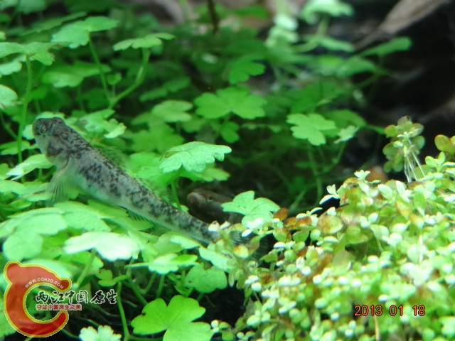 DSC00171.JPG