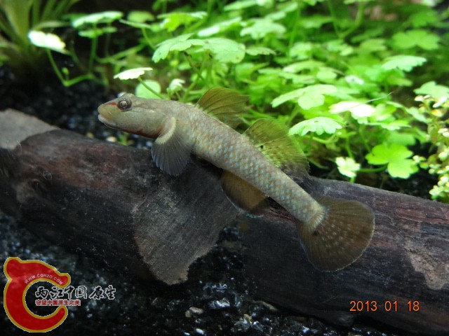DSC00239.JPG