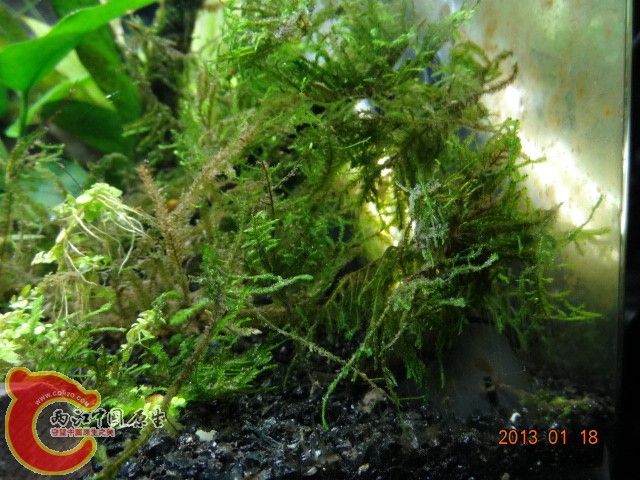 DSC00247.JPG