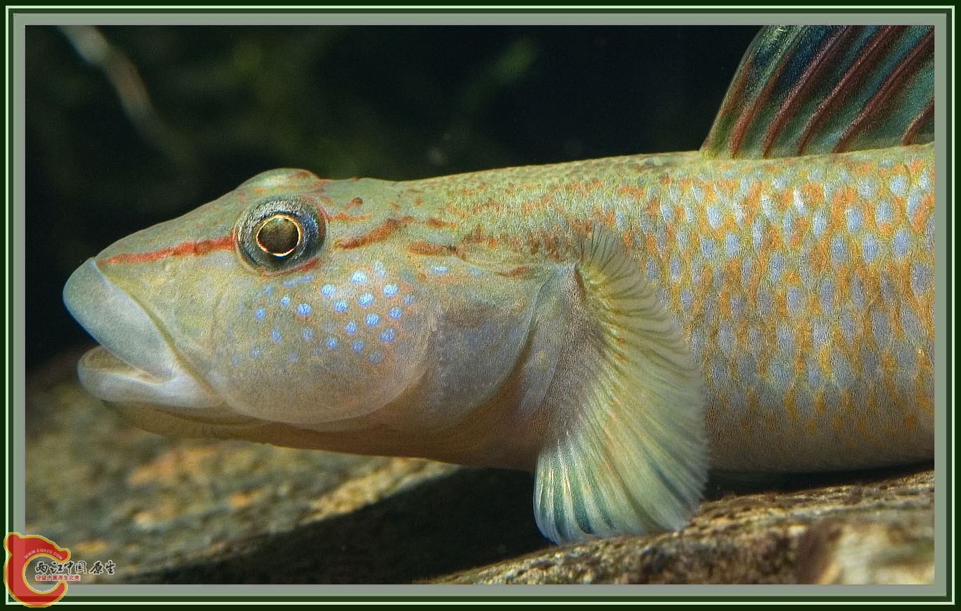 Rhinogobius_sp02.jpg
