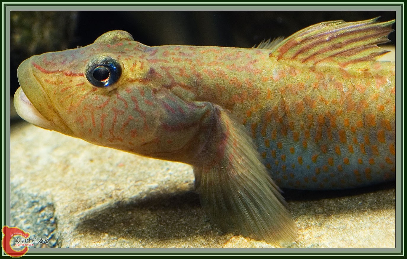 Rhinogobius_sp04.jpg