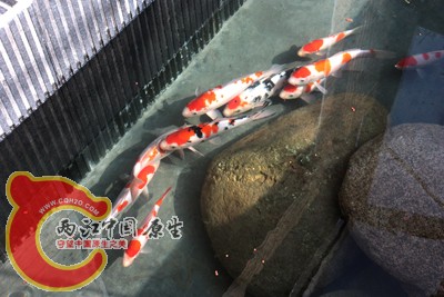 锦鲤04.jpg