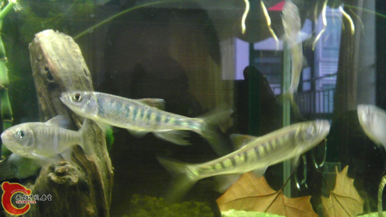 中间这条瘦瘦的 下鳍明显和其他比要细长 背起也高些 求证是不是长鳍鱲