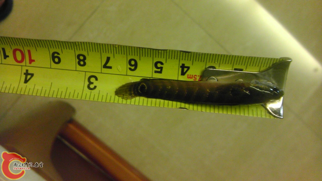 上周末原生店入的三条小月 超级可爱 入缸开口 吃光了红宝石的面包虫 