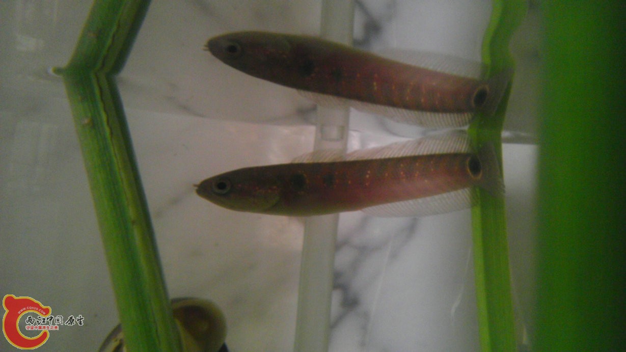 5.5厘米的小家伙 是第一个开口的 两条面包虫毫无压力