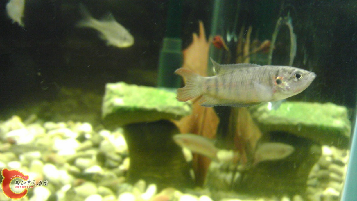 今早发现发色最后的靖西叉被咬了 元凶就是大一点的靖西