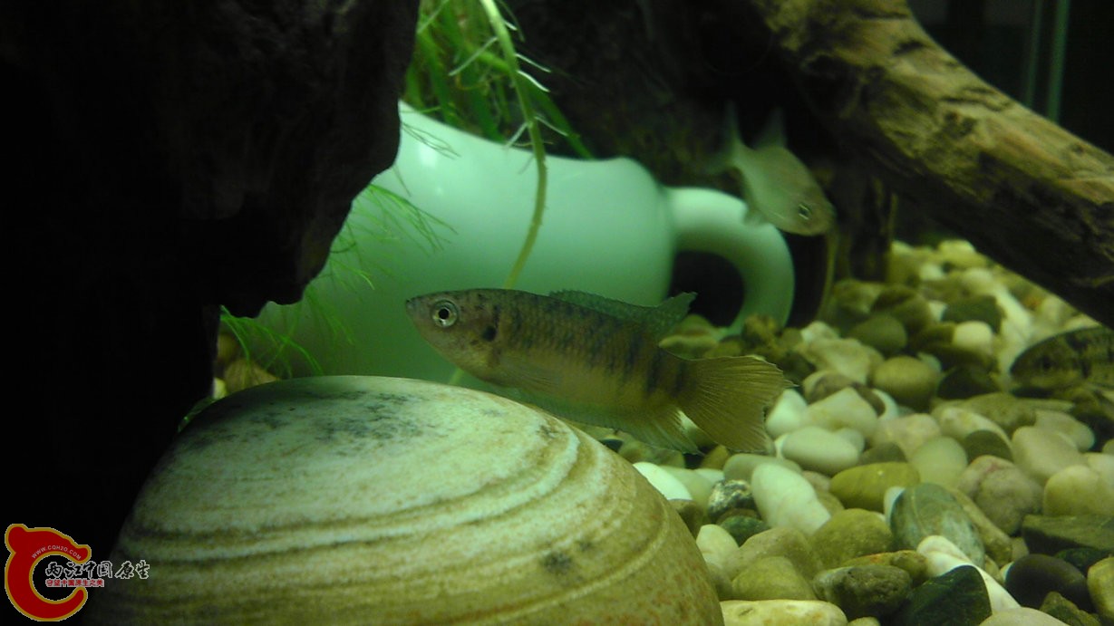 昨晚发现还是好好的 最喜欢这条了