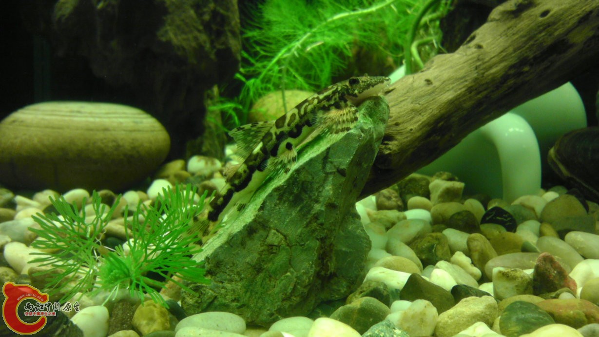 求高手指点 这条叫什么樱口