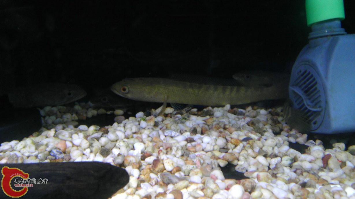 花地湾 异型店上周又入多三种雷龙 这种求高手认名 怀疑是线鳢