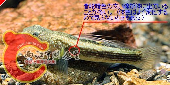 pht-titibu02b.jpg