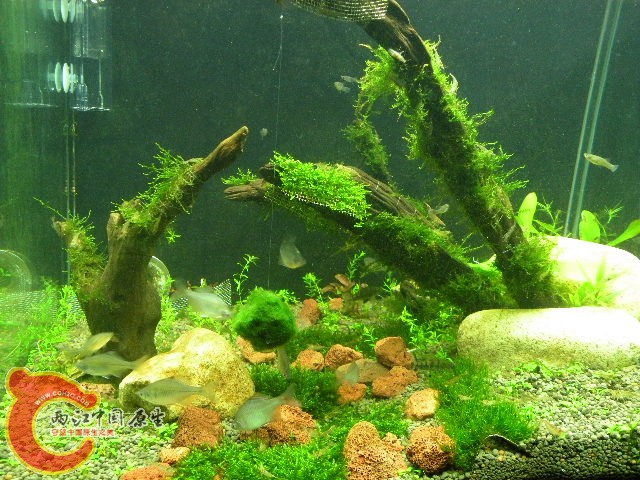 DSCN4383.JPG