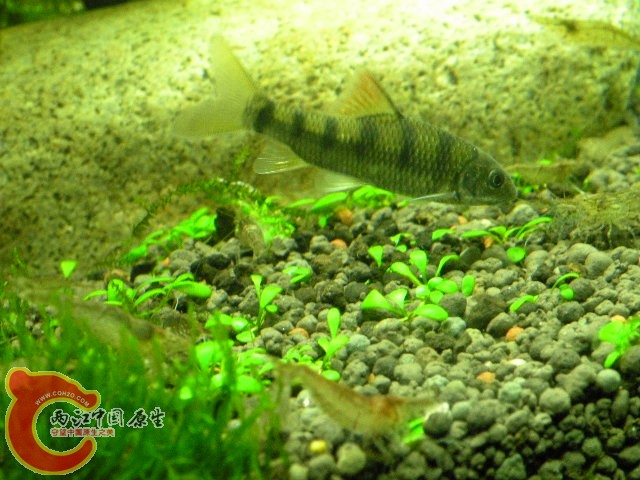 DSCN4384.JPG