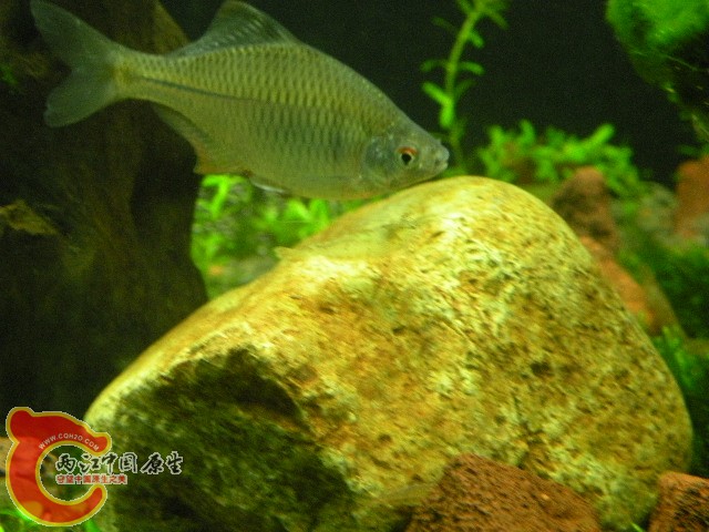 DSCN4387.JPG