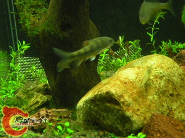 DSCN4379.JPG