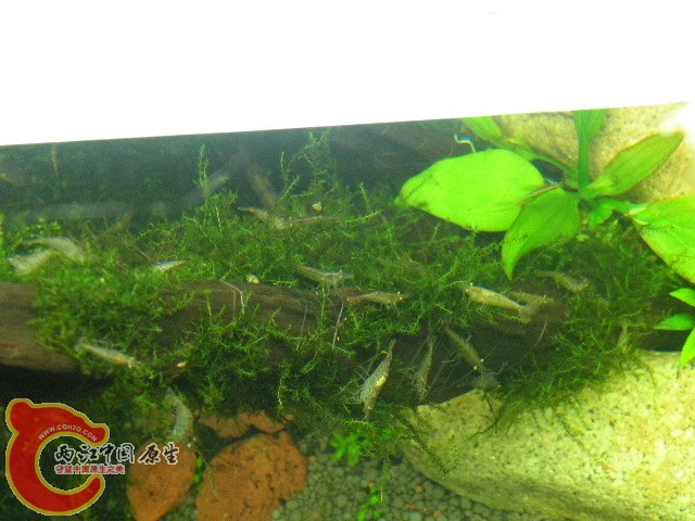 DSCN4377.JPG